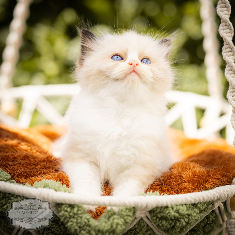 ragdoll-kitten-bicolor-for-sale-LPBD-w