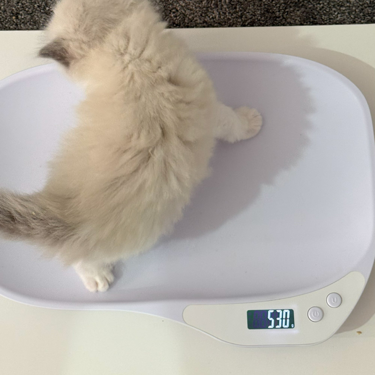 ragdoll kitten sale LRDE ragdoll-kitten-sale-LRDE-5ww