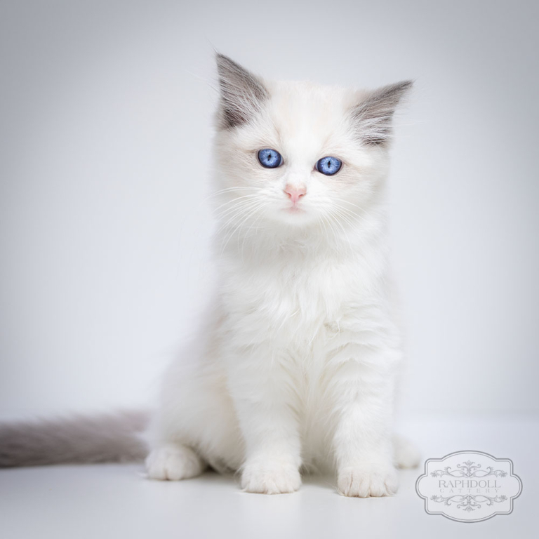 ragdol-kitten-bicolor-sale-LRAB-w