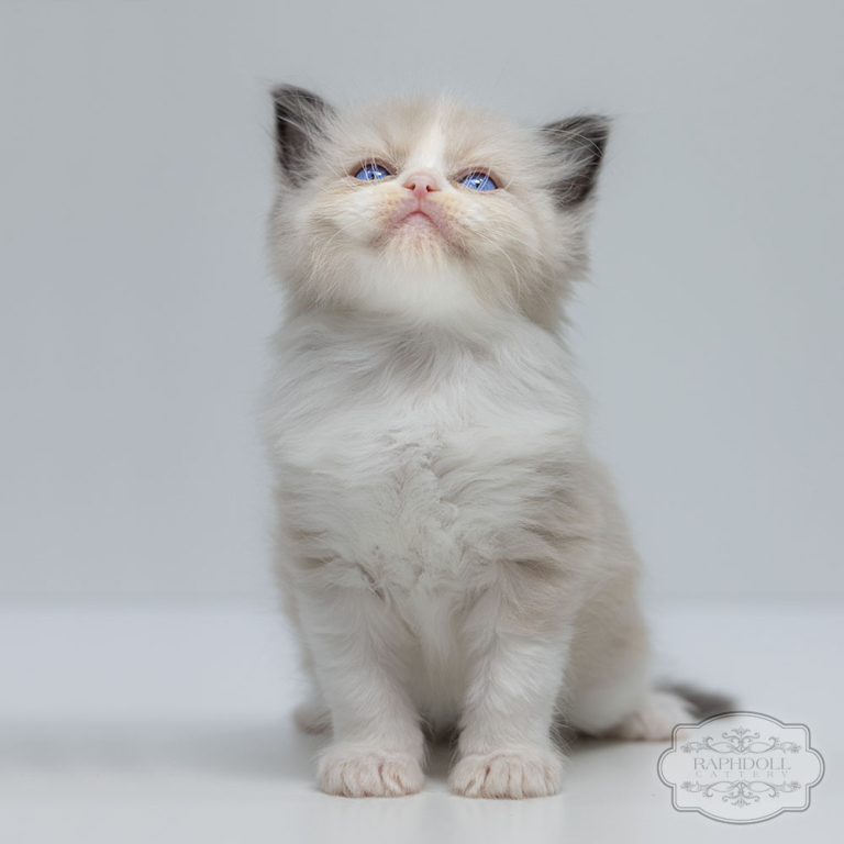 ragdoll-kitten-bicolor-sale-LPAA-w