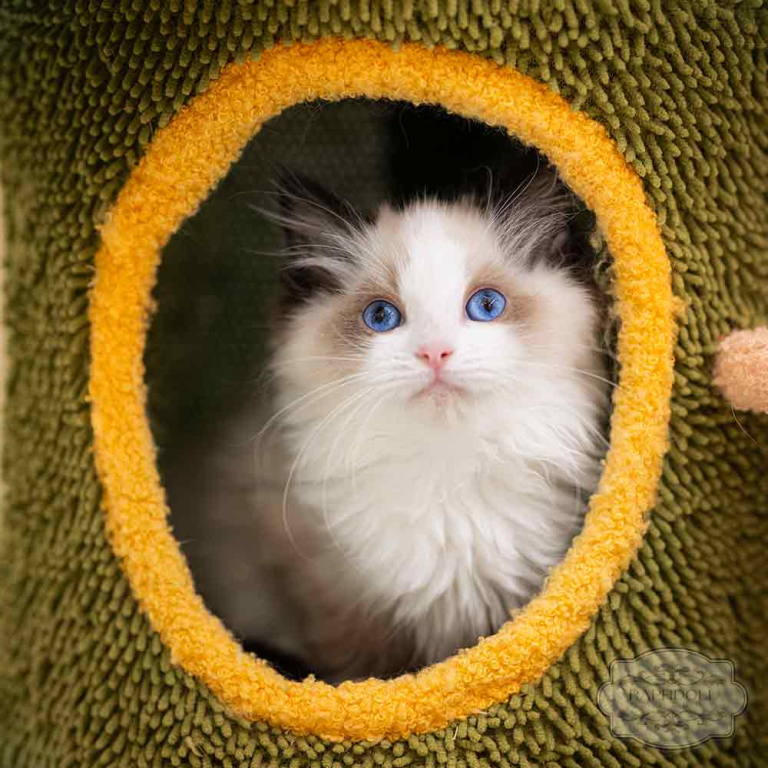 ragdoll-kitten-bicolor-LPAB4-w