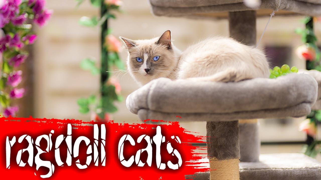 ragdoll cats Anabelle