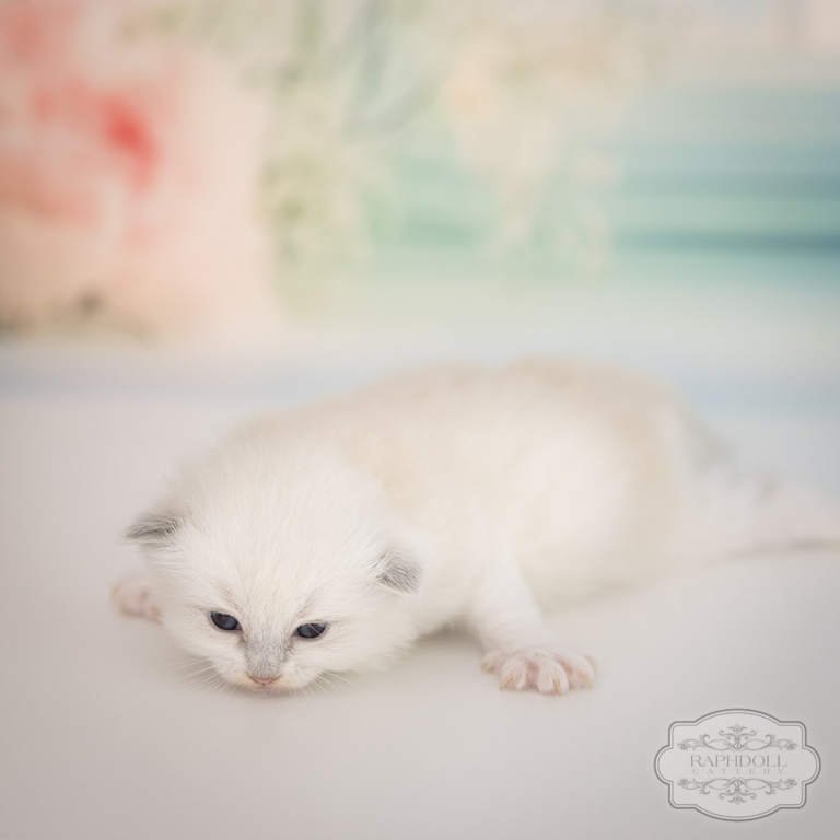 ragdoll kitten sale ragdoll-kitten-sale-LRDE