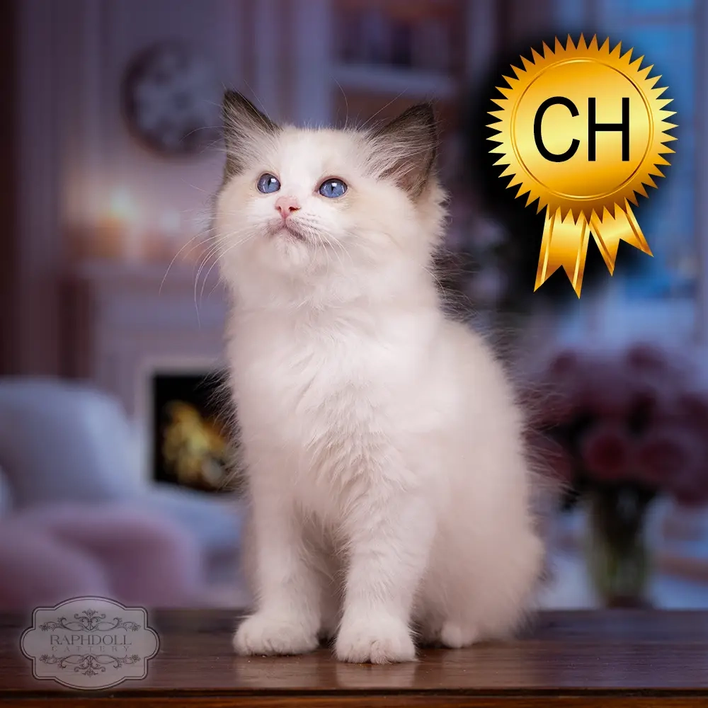ragdoll-kitten-sale-ZCAE