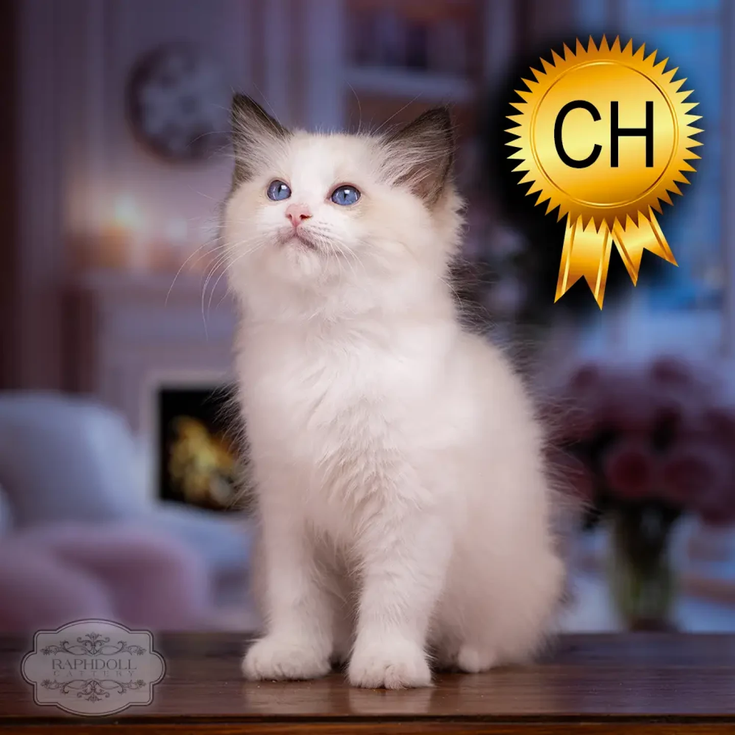 ragdoll kitten sale ragdoll-kitten-sale-ZCAE