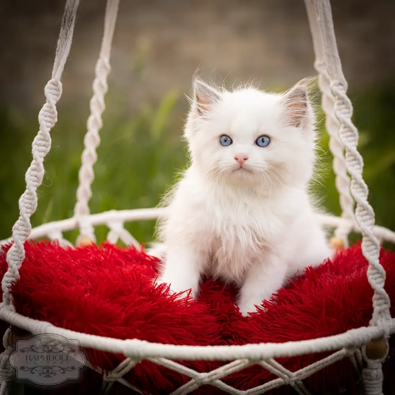 ragdoll-kittens-sale-LSDA