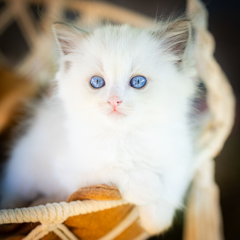 ragdoll-kitten-bicolor-lsab11