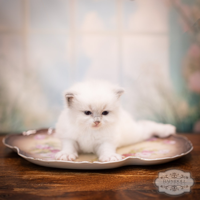 ragdoll kitten sale ragdoll-kitten-sale-LRDE