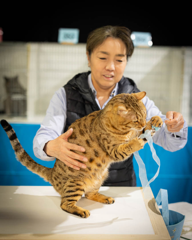 ragdolls-thames-tica-cat-show-apr-2026-50 ragdolls-thames-tica-cat-show-apr-2026-50