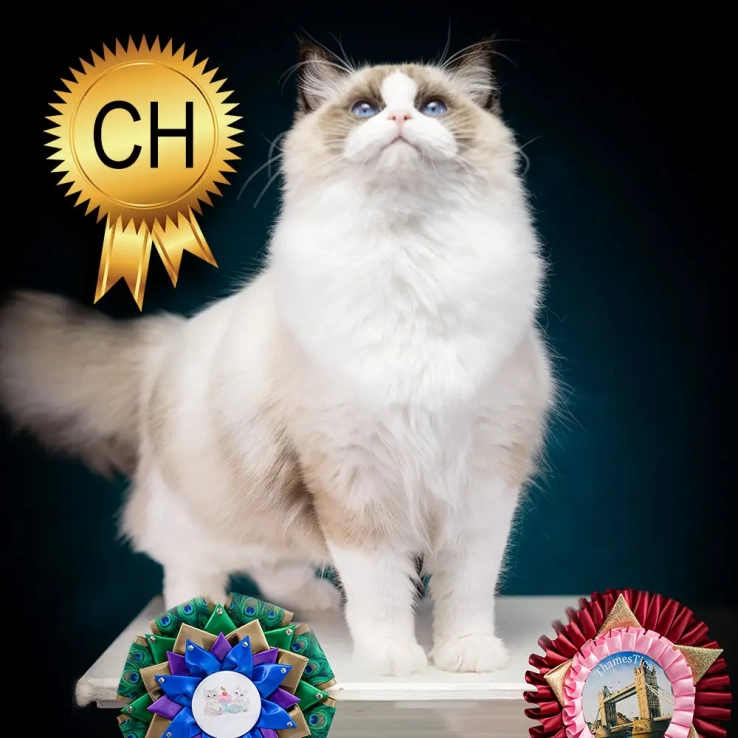 Champion Ragdoll Cat ragdoll-cat-champion-India
