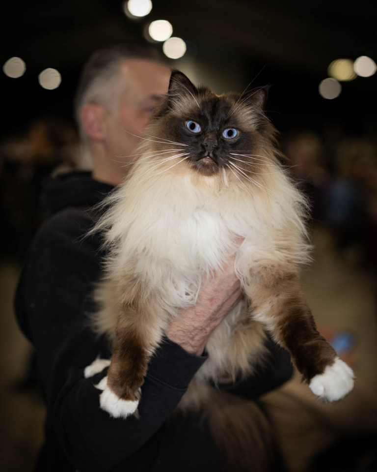 ragdolls-thames-tica-cat-show-apr-2026-03 ragdolls-thames-tica-cat-show-apr-2026-03