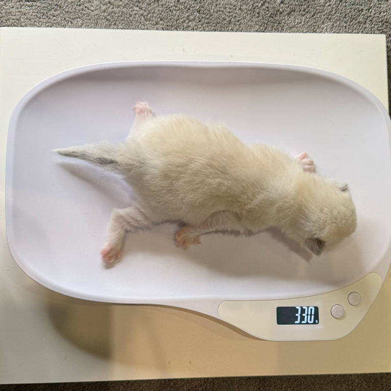 ragdoll-kitten-sale-LRDA