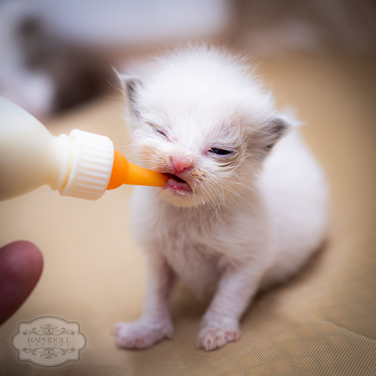 ragdoll-kitten-bicolor-eating-w