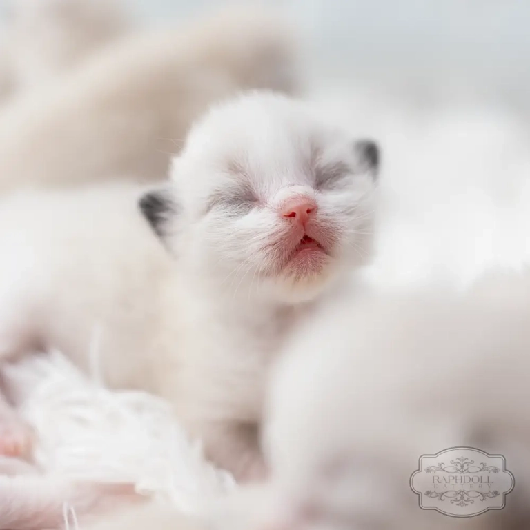 ragdoll-kittens-sale3