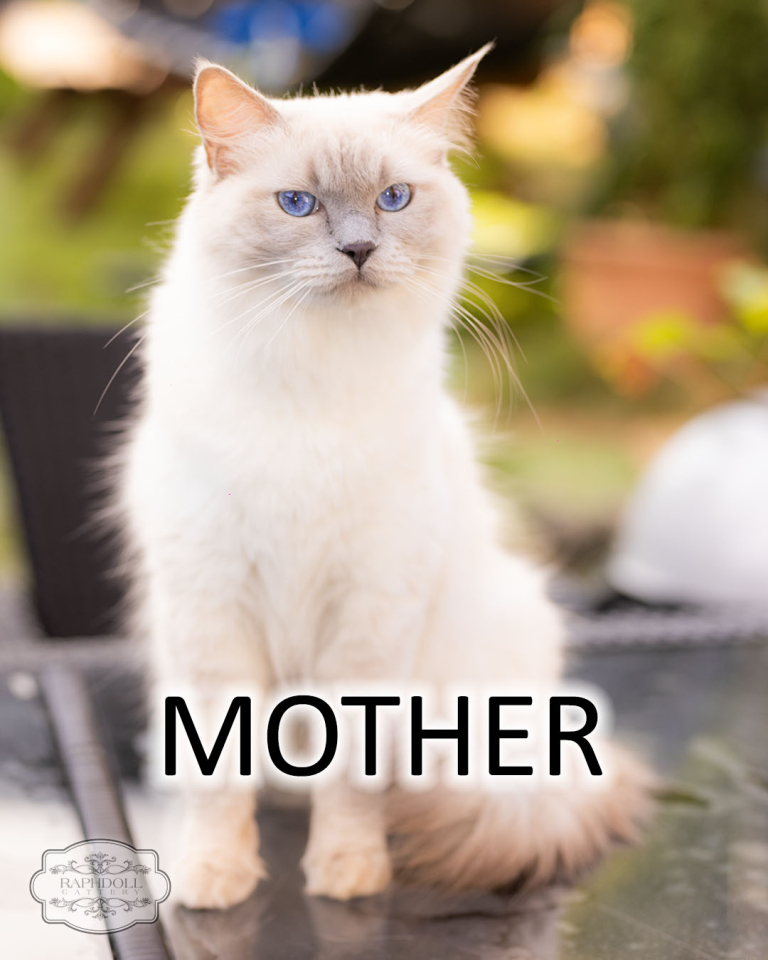 ragdoll-cat-mia-mother