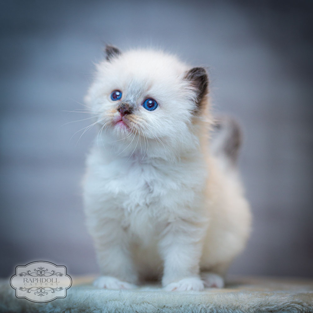 ragdoll-kitten-for-sale-feb2024-PJBF