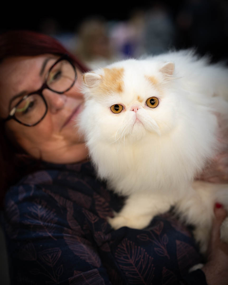 ragdolls-thames-tica-cat-show-apr-2026-65 ragdolls-thames-tica-cat-show-apr-2026-65