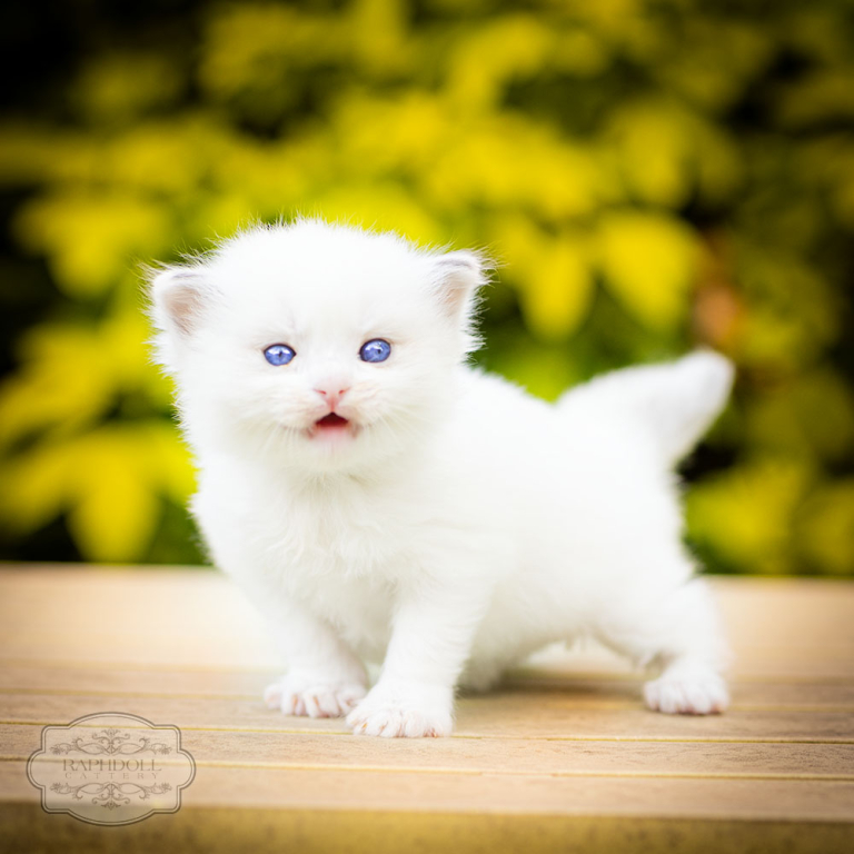 ragdoll-kitten-bicolor-lrad11-w