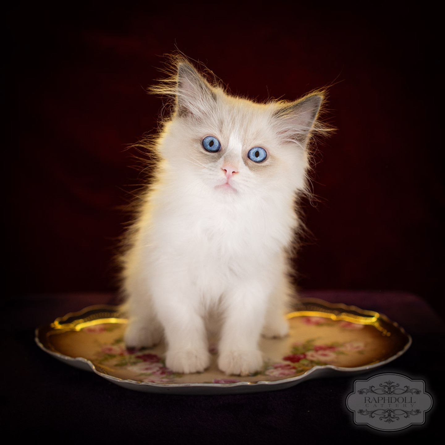 ragdoll kitten sale LPCA ragdoll-kitten-sale-LPCA