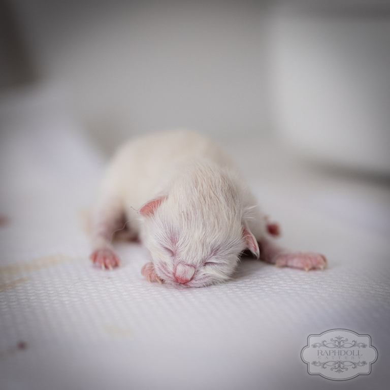 ragdoll-kittens-bicolor-LRBA-w