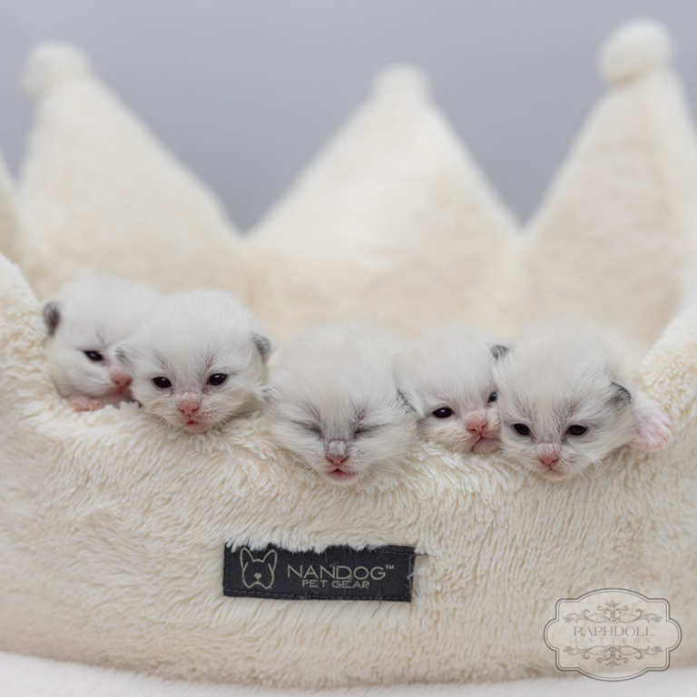 ragdoll-kittens-sale-LRDX