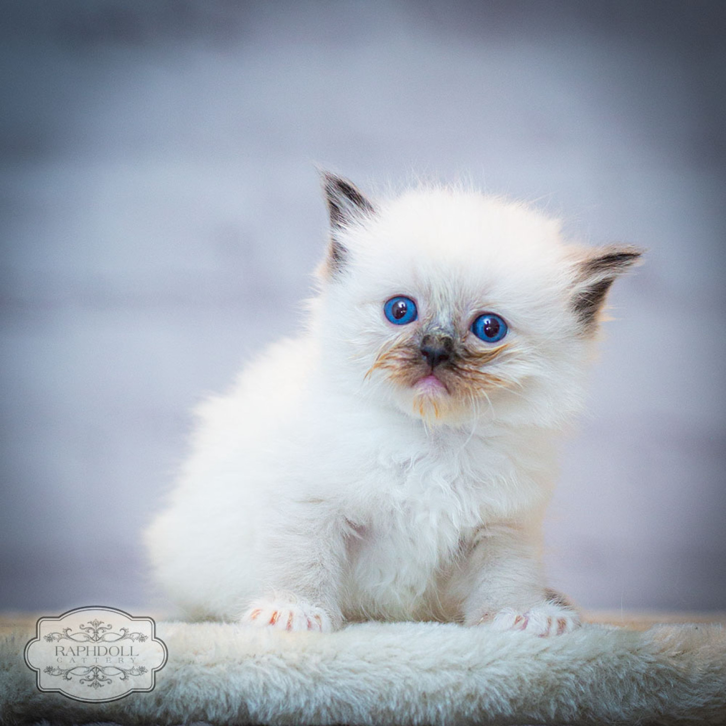 ragdoll-kitten-for-sale-feb2024-PJBE