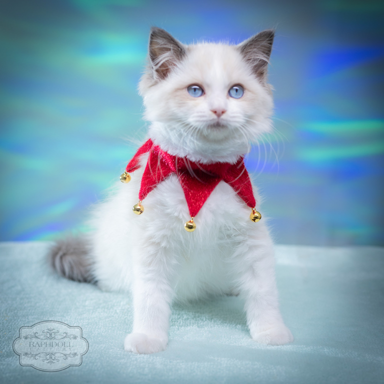 ragdoll-kitten-bicolor-lpad1-w