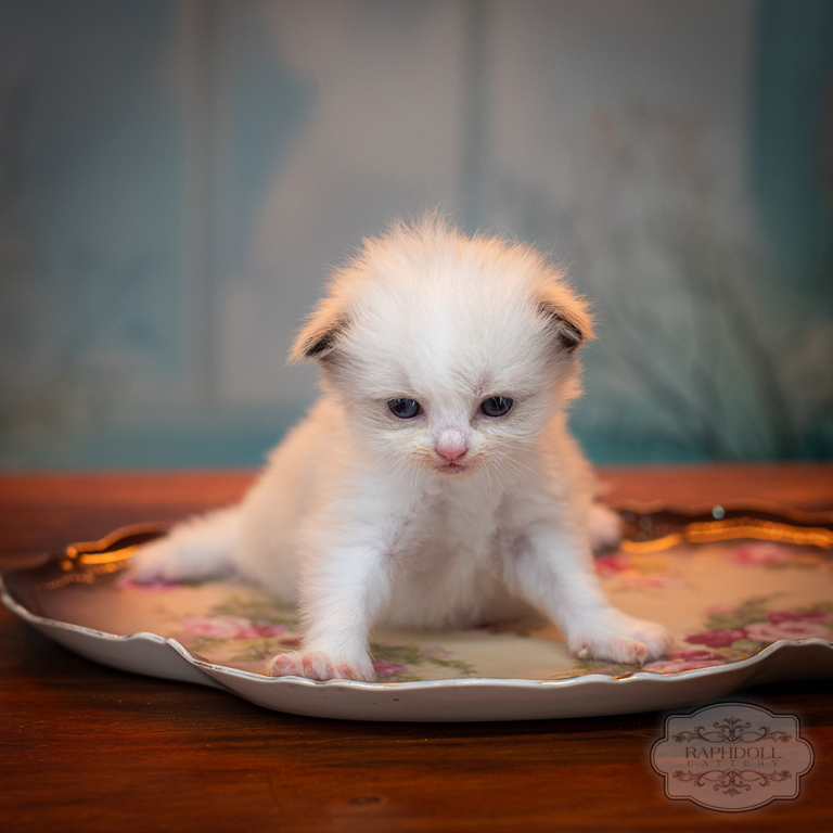 ragdoll-kitten-sale-ZPAC