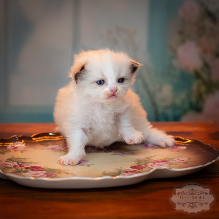 ragdoll-kitten-sale-ZPAA