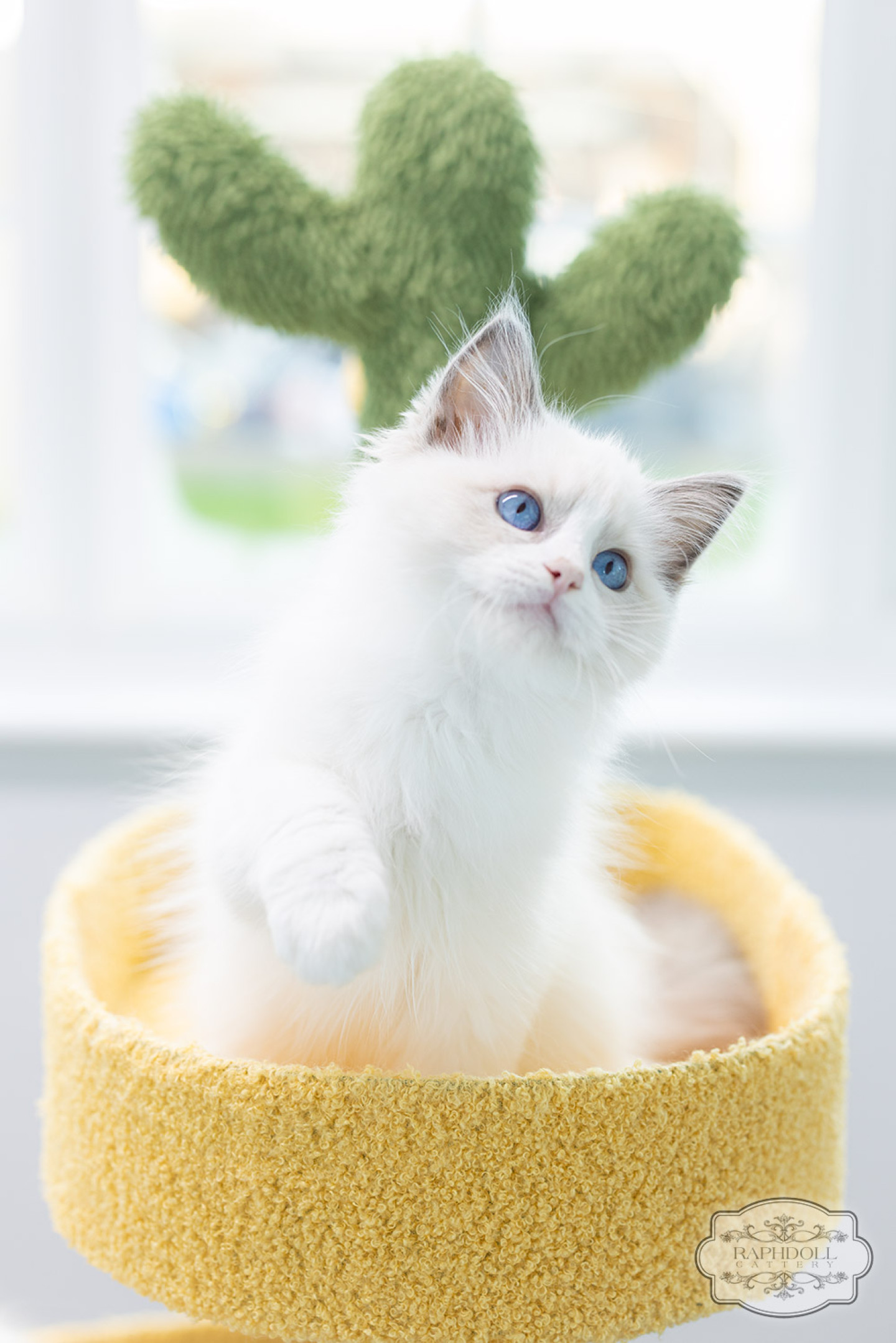 ragdoll-kitten-sale-LPCF