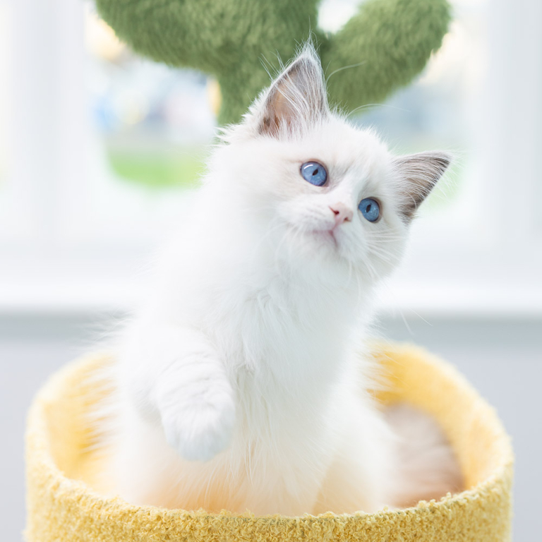 ragdoll-kitten-sale-LPCF