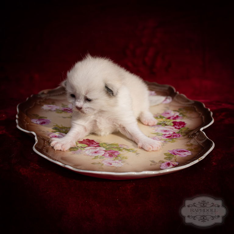 ragdoll-kitten-bicolor-LRBE