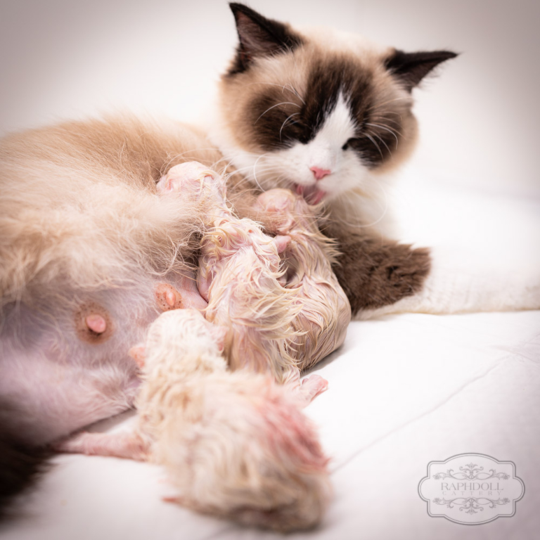 ragdoll-kitten-sale-ZPAx-birth