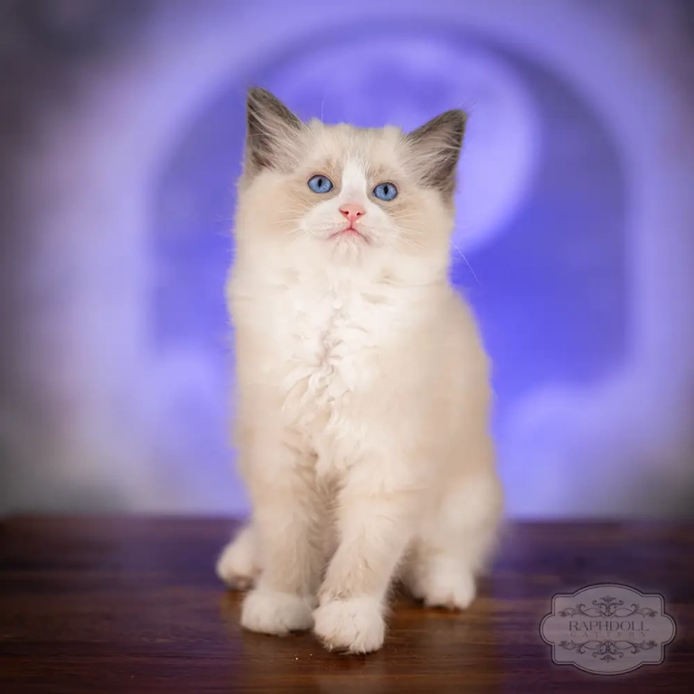 ragdoll kitten sale ragdoll-kitten-sale-ZCAA