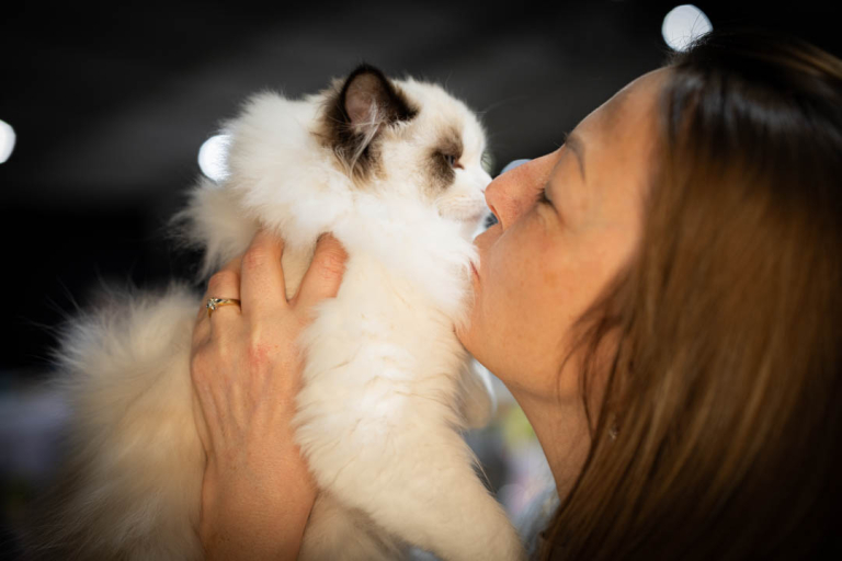 ragdolls-thames-tica-cat-show-apr-2026-62 ragdolls-thames-tica-cat-show-apr-2026-62
