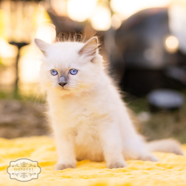 ragdoll-kitten-for-sale-orange1-20230712