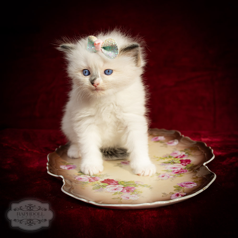 ragdoll-kitten-bicolor-LSBD-w