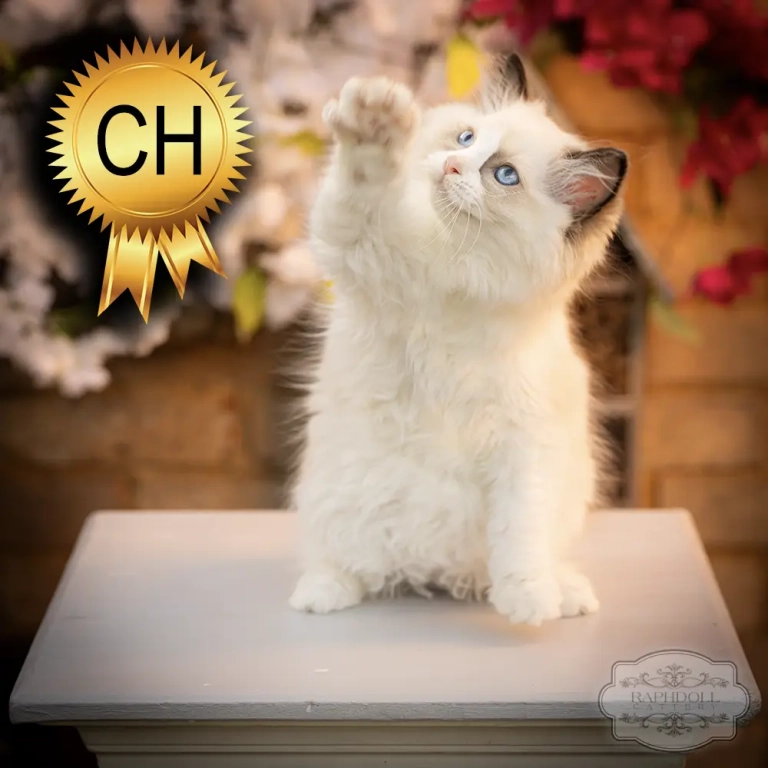 ragdoll-kittens-sale-ZPAE