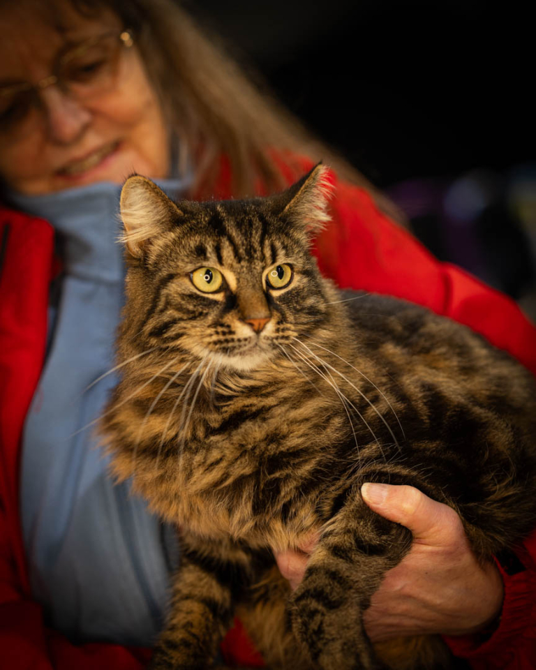 ragdolls-thames-tica-cat-show-apr-2026-54 ragdolls-thames-tica-cat-show-apr-2026-54