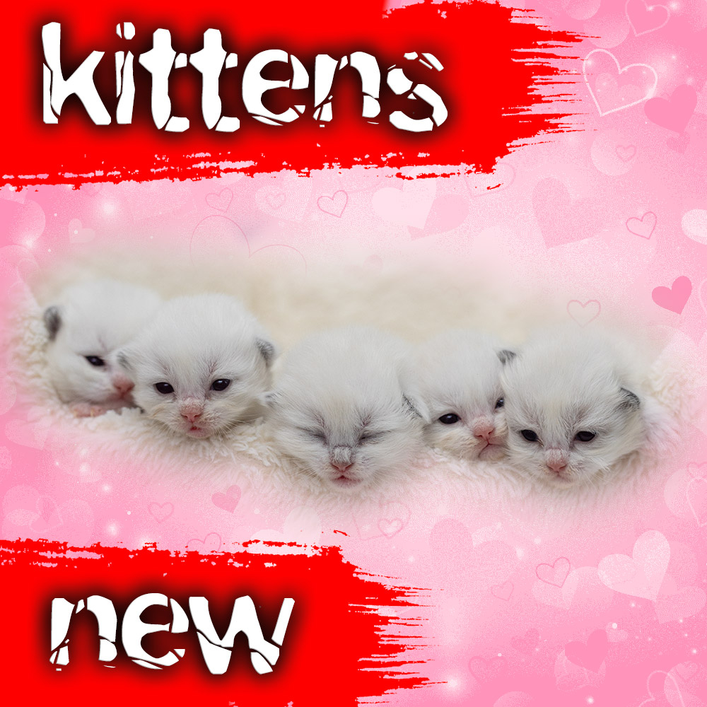 ragdoll-kittens-sale-LRDX1