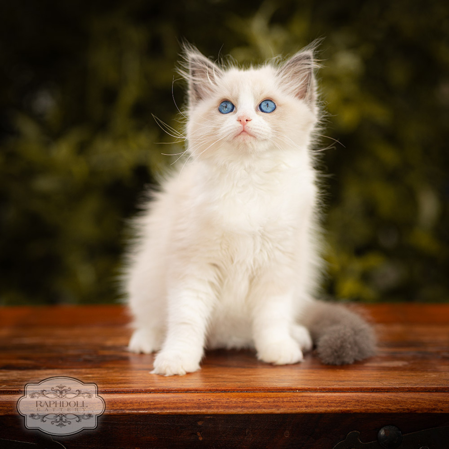 ragdoll-kitten-for-sale-london-LPBA