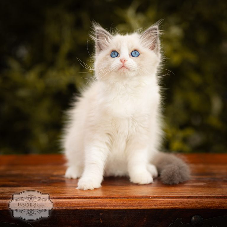 ragdoll-kitten-for-sale-london-LPBA