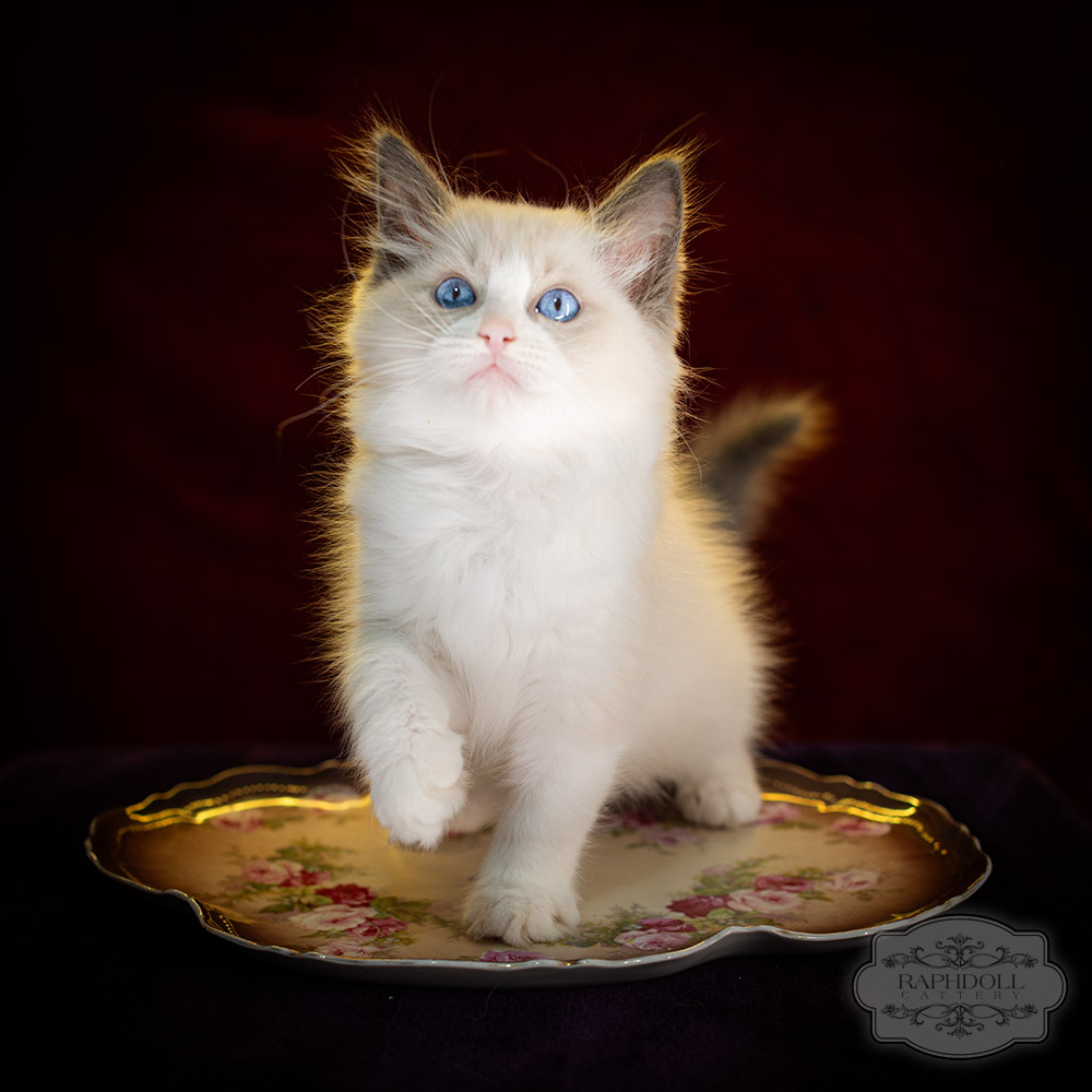 ragdoll-kitten-sale-LPCC