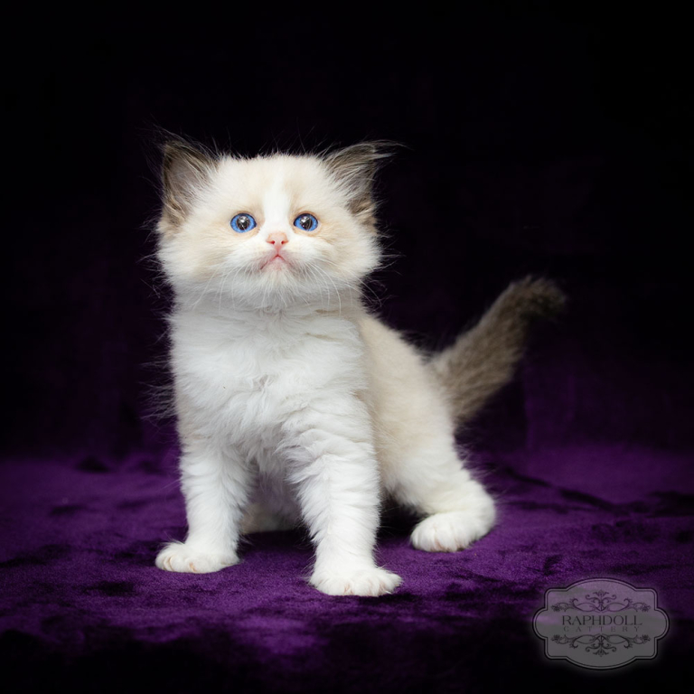 ragdoll-bicolor-sale-lraa1-w