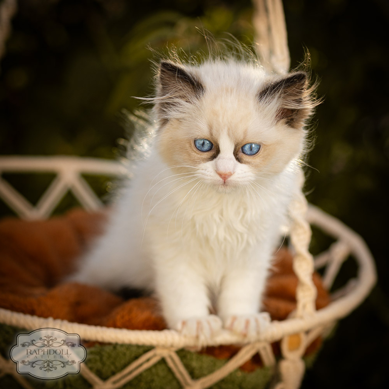 ragdoll-kitten-bicolor-LRBD