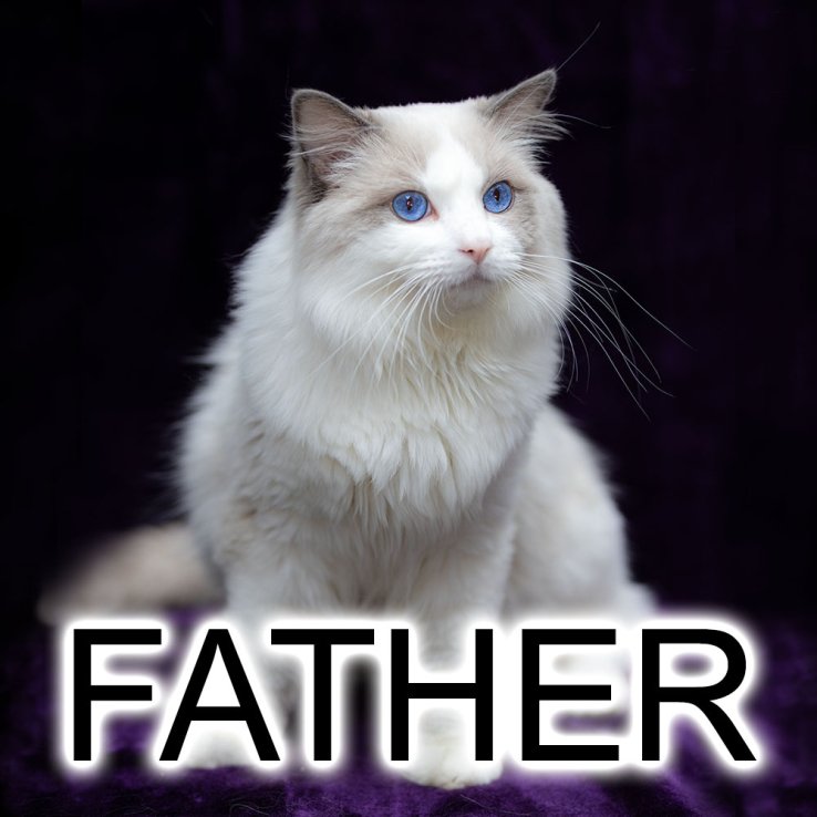 Ragdoll cat Lucky ragdoll-cat-lucky-father-w