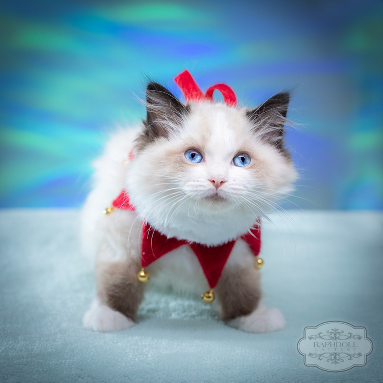 ragdoll-kitten-bicolor-lpab1-w