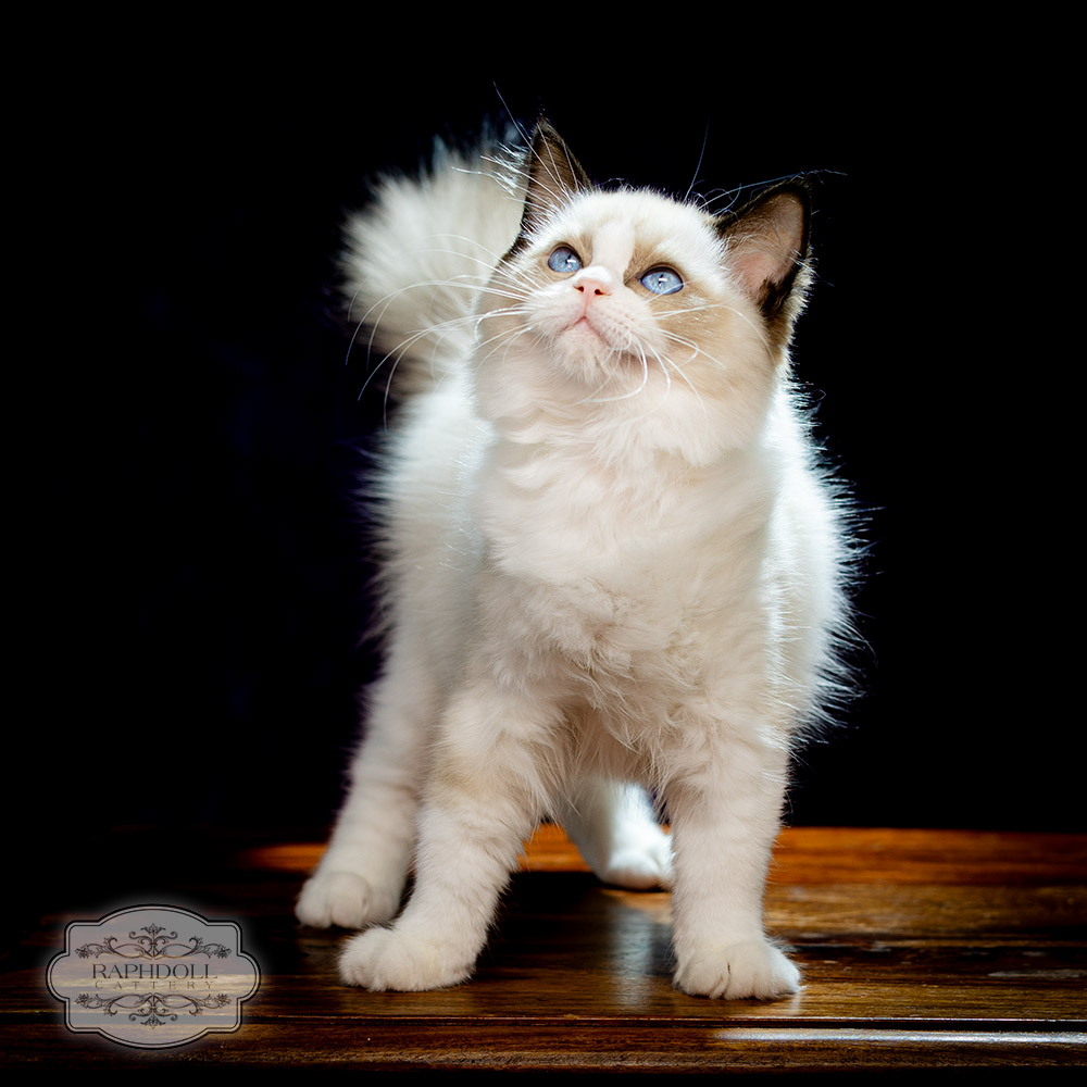 ragdoll kitten bicolor for sale lpba ragdoll-kitten-bicolor-sale-LPBA1