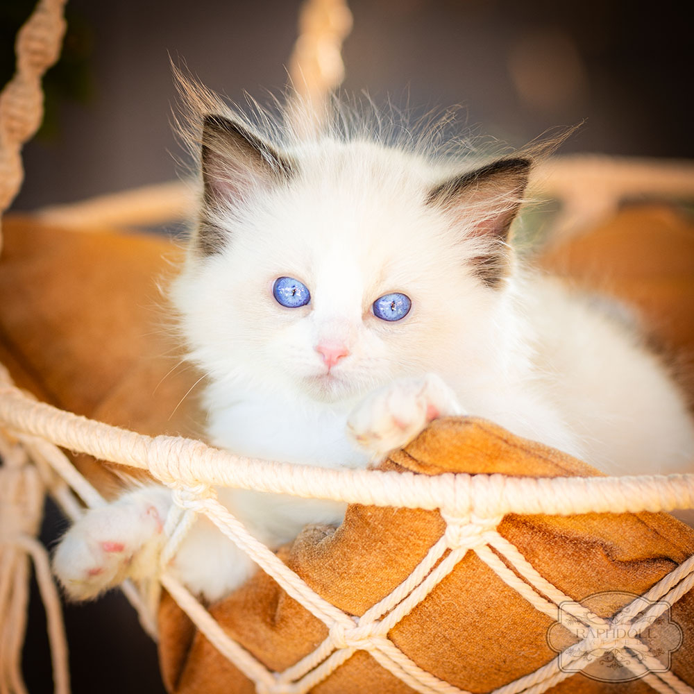 ragdoll-kitten-bicolor-lsaa211-w