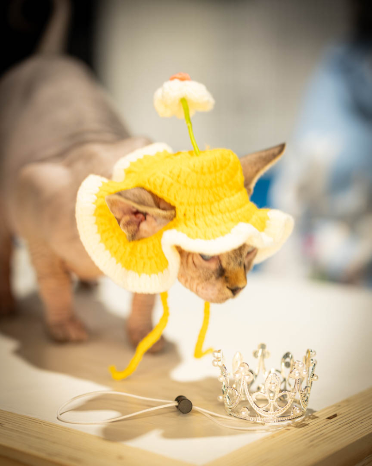 ragdolls-thames-tica-cat-show-apr-2026-44 ragdolls-thames-tica-cat-show-apr-2026-44